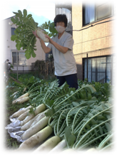 大根収穫
